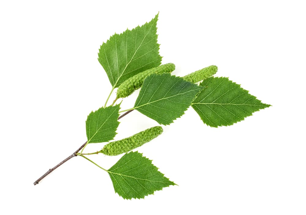 Otra planta esencial es el abedul, que te abrirá caminos, así que también consíguete unas cuantas hojas para que limpien toda tu energía y te traigan abundancia a tu vida diaria.