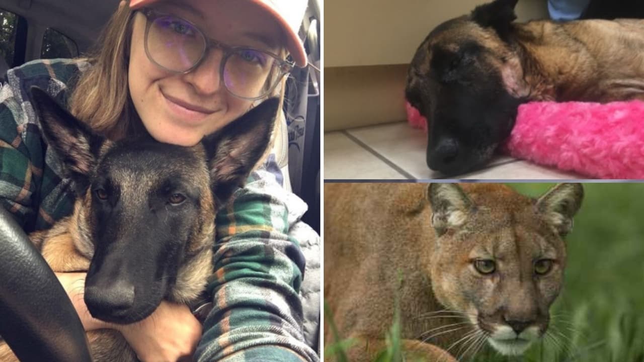 ‘Eva’, la pastor belga que peleó con un puma se recupera y pronto volverá a casa