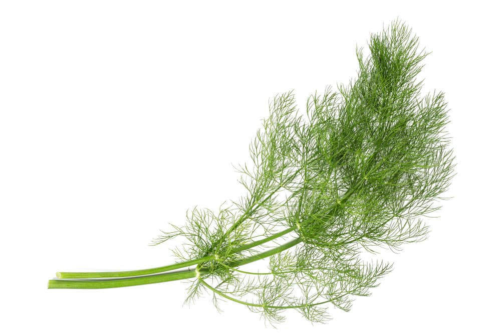 Se cree igual que puedes desarrollar tus poderes psíquicos y de protección, con algún talismán que complementes con semillas de hinojo y que portes en una pequeña bolsita contigo.