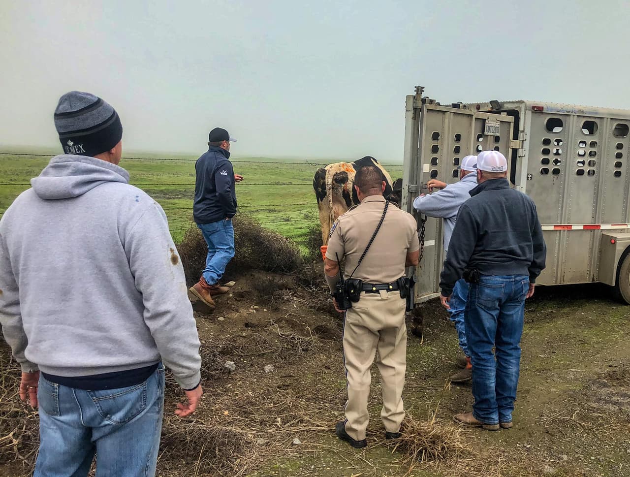 En un par de minutos y con algo de dificultad, el patrullero logró acorralar las vacas y moverlas hacia el vehículo.