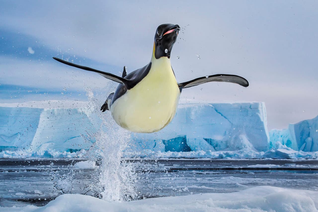 <b>‘Vuelo helado’</b>
<br>
<br>Un pingüino emperador alza momentáneamente el vuelo al saltar, cerca de la base Mario Zuchelli de Antártida. Su autor, el cineasta, fotógrafo y biólogo marino canadiense Paul Nicklen, ha documentado la belleza y la difícil situación de nuestro planeta durante más de veinte años”, explica la organización.