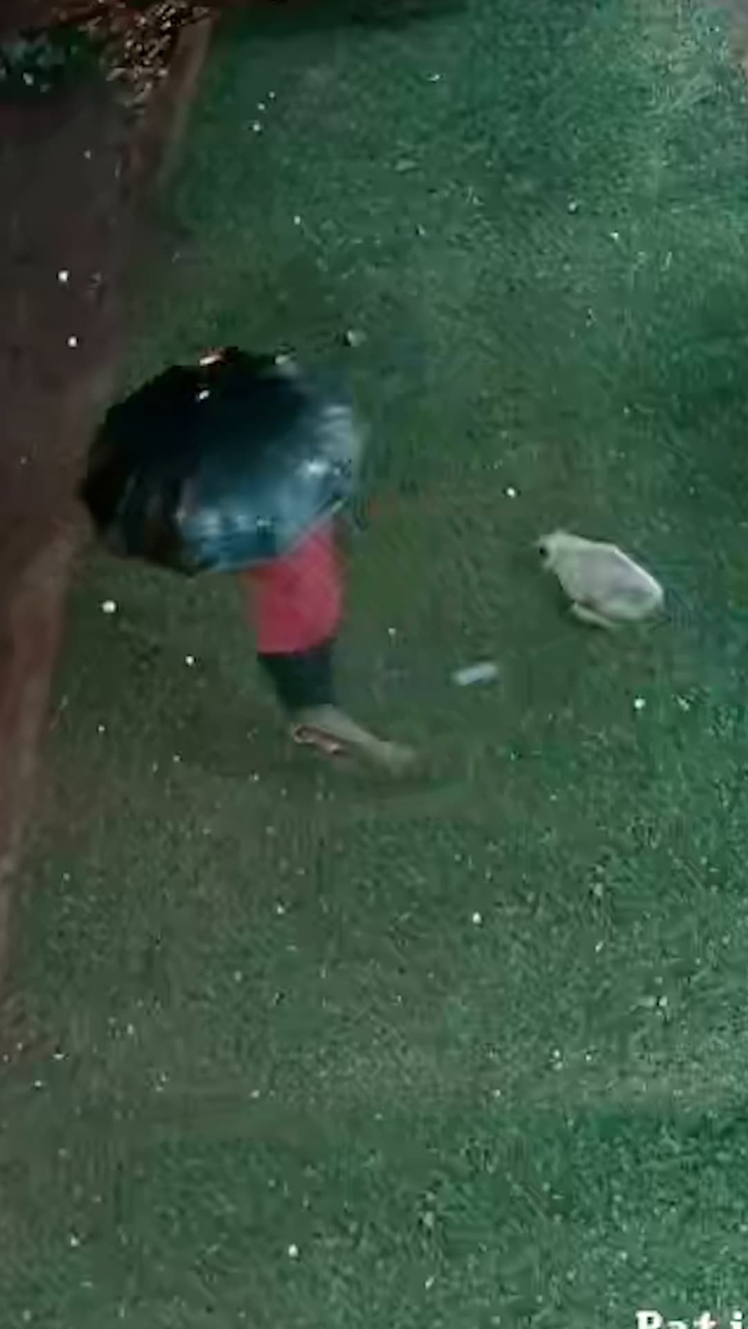 Un perrito fue derribado al suelo tras recibir el impacto de una gran piedra de granizo en la cabeza en Paraguay