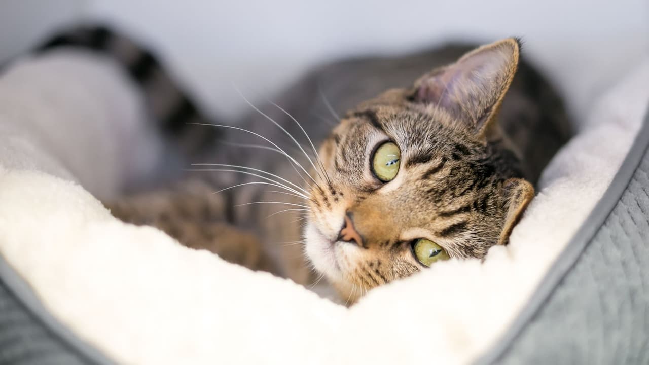 <h3 class="cms-H3-H3">Lo que necesitas tener claro </h3>
<br>Nunca, nunca lo dejes en el auto, ni “solo un minuto”. 
<br>El agua debe estar siempre al alcance. 
<br>Pasea temprano o en la noche. 
<br>Si algo se ve raro, actúa rápido. 
<br>Tu veterinario no está de adorno: consúltalo. 
<br>Y sobre todo: recuerda que tú eres su voz.