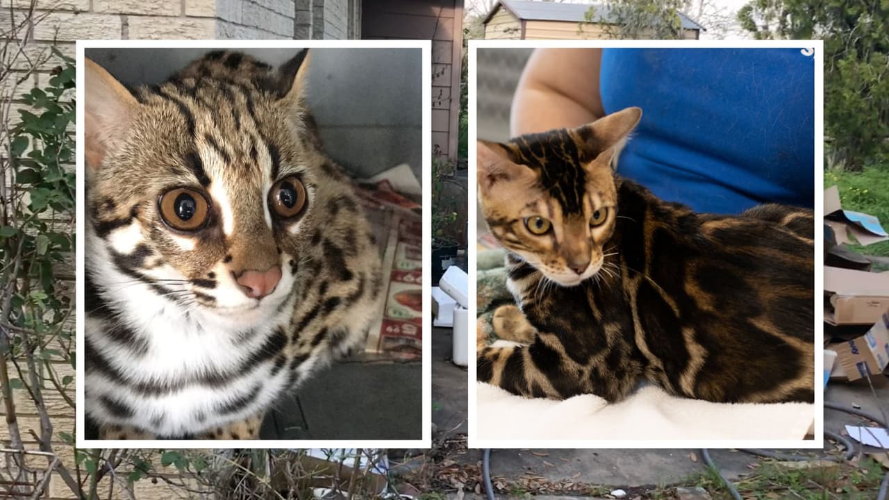 Rescatan a decenas de gatos exóticos de una propiedad que estaba en condiciones deplorables