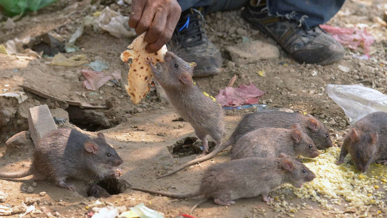 Chicago vuelve a encabezar la lista de las ciudades con más ratas en la nación