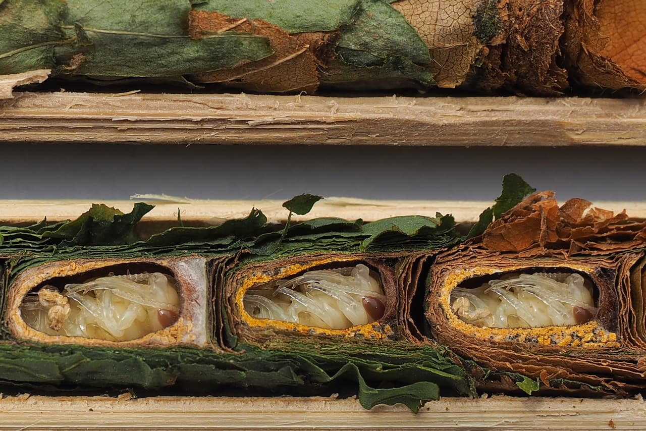 <b>GANADOR (Categoría Individuos y movimientos) 'Durmiendo quieto'. </b>La descendencia de la abeja cortadora de hojas (Megachile) se desarrolla en nidos hechos de esquejes de hojas ovadas, cuidadosamente dispuestos en múltiples capas de amortiguación por sus abejas madres. La pigmentación de los ojos de las pupas indica el final de las metamorfosis y la llegada de la primavera de sus vidas.
<br>