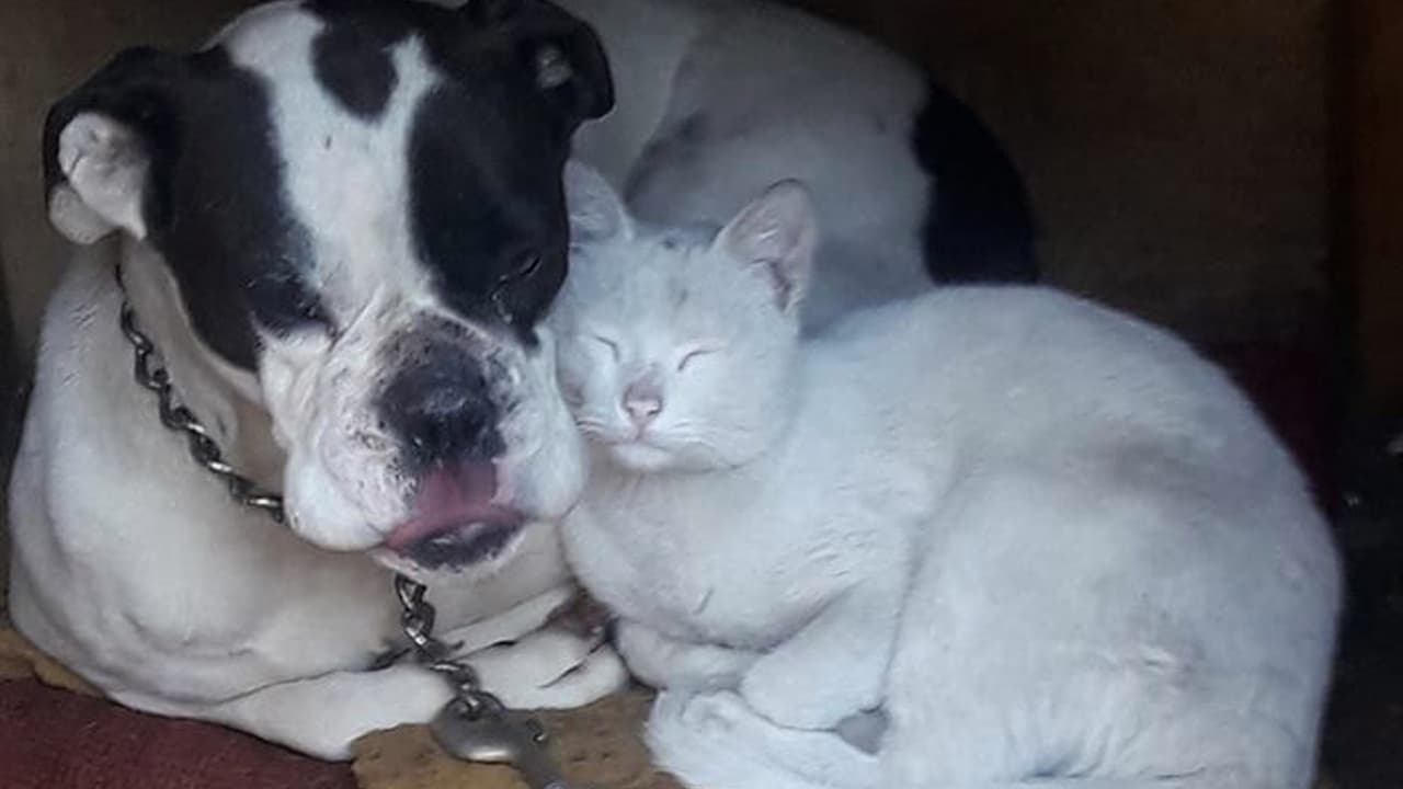 “(Esta) Es mi mascota Nena con su amigo el gato Nicho”, escribió Silvia Flores.