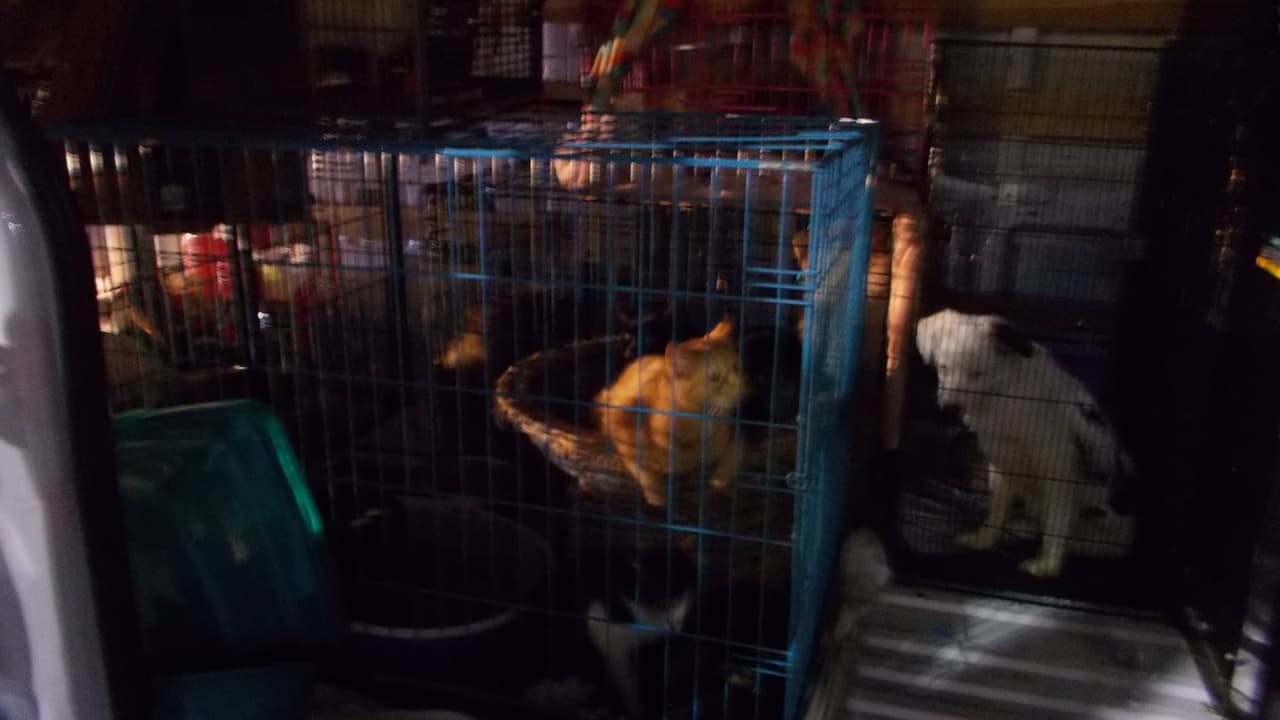 Del interior del vehículo las autoridades indicaron que se desprendía un fuerte olor a amoniaco.