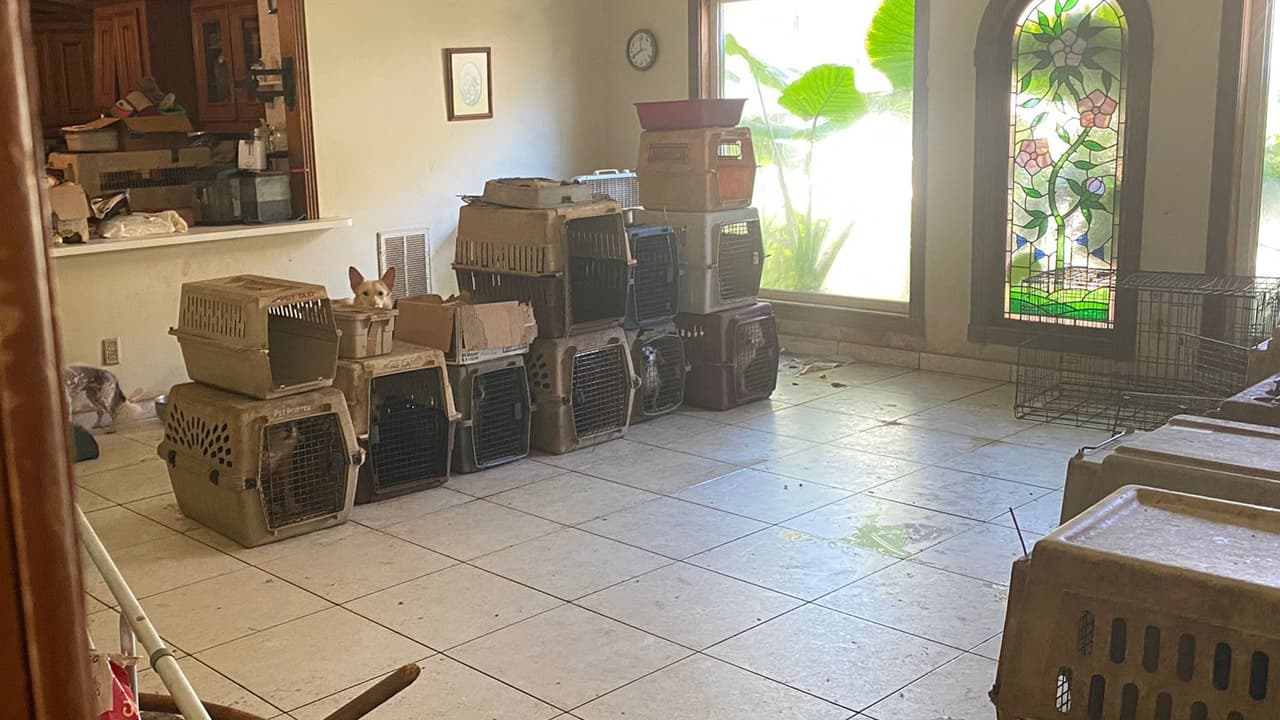 Dentro de la vivienda hallaron jaulas llenas de animales