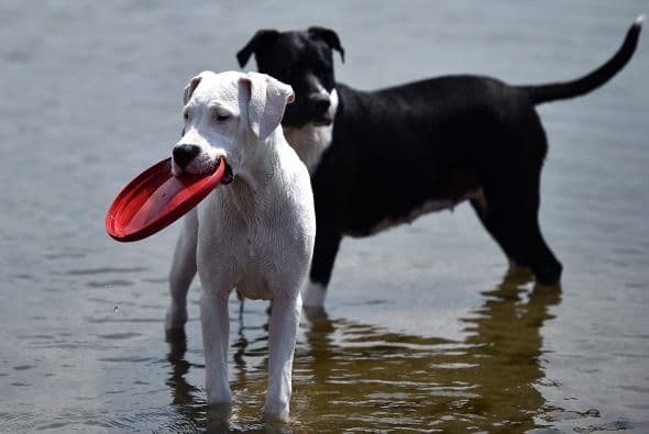 Verifica a los animales con frecuencia para asegurarte de que no estén sufriendo el calor. Asegúrese de que tengan mucha sombra y agua fría. Los animales pueden sufrir un golpe de calor, un problema común para las mascotas en el clima más cálido.