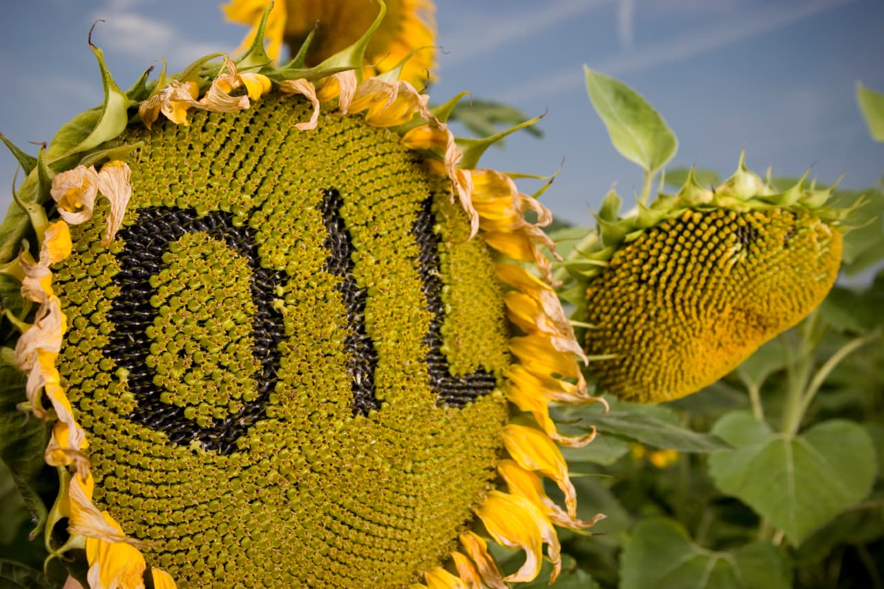 Grasas insaturadas. Son las de mejor calidad y su origen es vegetal. Algunos alimentos son: el aceite de girasol, máiz, soya, ajonjolí, oliva, linaza y calabaza.