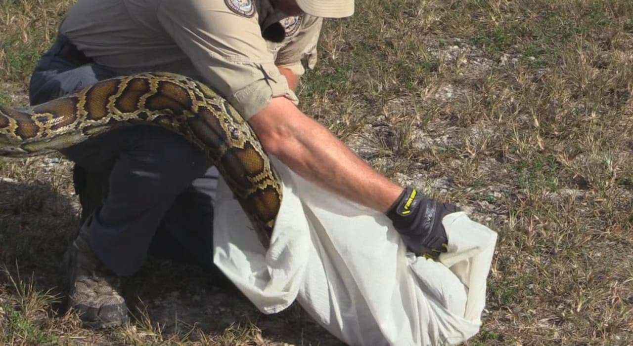 El reto ofrece al público la oportunidad de capturar pitones, las cuales son una especie invasiva que afecta el hábitat en los Everglades.
