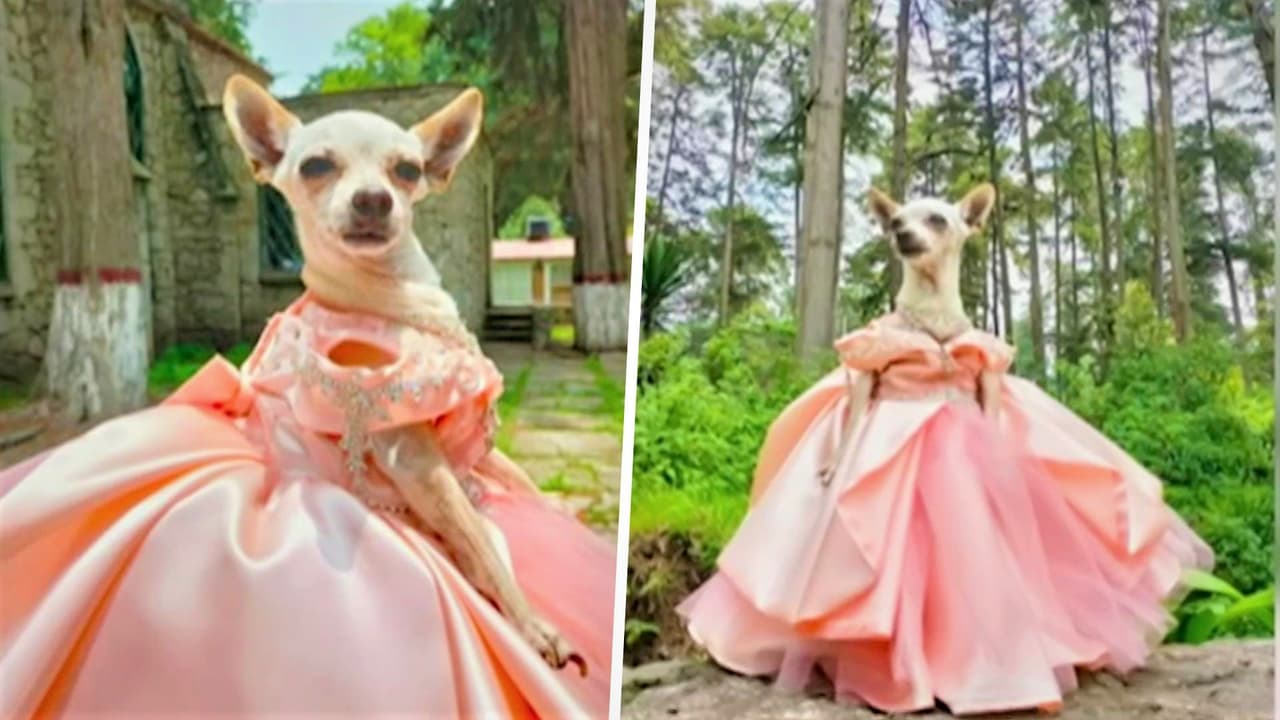 Con vestido, chambelanes y vals, perrita chihuahua es viral por sus XV años con 300 invitados