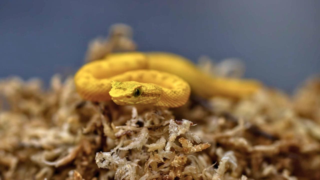 <h3 class="cms-H3-H3">¿Dónde está y qué más ofrece? </h3>
<br>El Zoológico de Dallas está en
<a href="https://g.co/kgs/QFruHcq" target="_blank">650 S. R.L. Thornton Freeway (I-35 y Marsalis Ave.)</a>. Tiene 
<b>más de 2,000 animales, 106 acres de naturaleza, encuentros con cuidadores y programas de conservación y educación</b>. Está abierto los siete días de la semana y ha sido reconocido como uno de los 10 mejores zoológicos del país por 
<i>USA Today</i>.