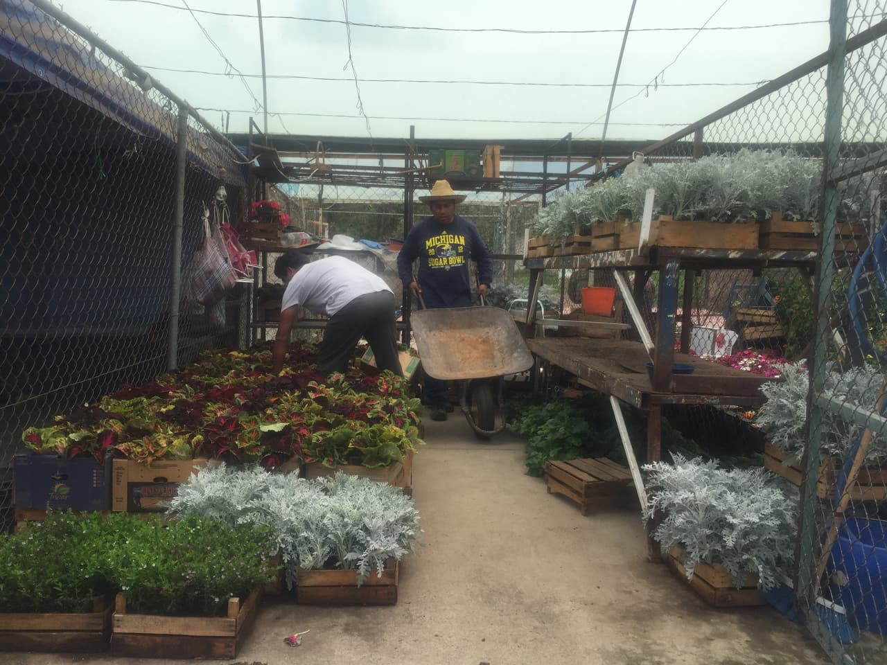 Sin embargo, tras el sismo han registrado pérdidas de alrededor de 723 millones de pesos debido a que la afluencia de clientes ha disminuido.