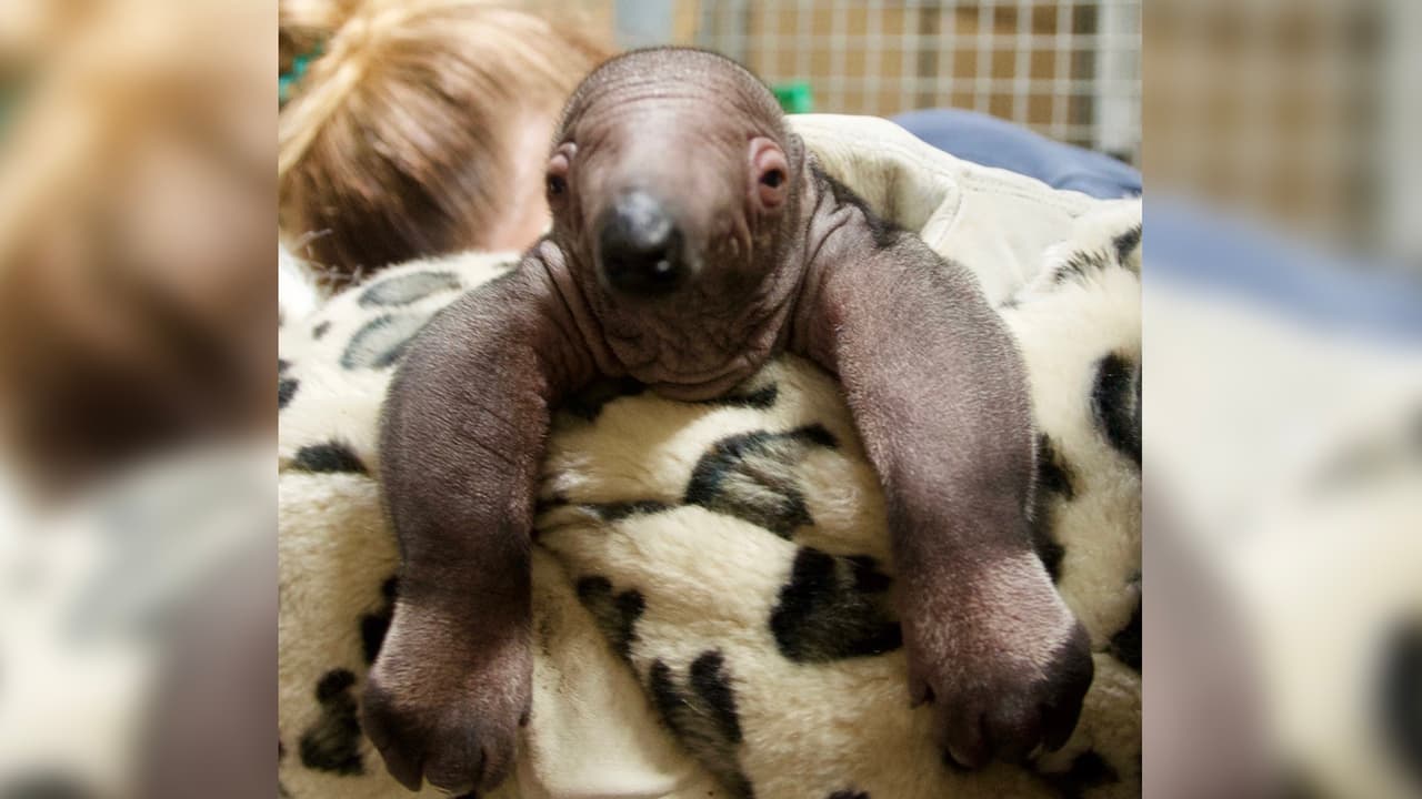 Como el bebé no se separa de su madre, los cuidadores y los veterinarios del zoológico no pueden de momento determinar si el bebé es macho o hembra.