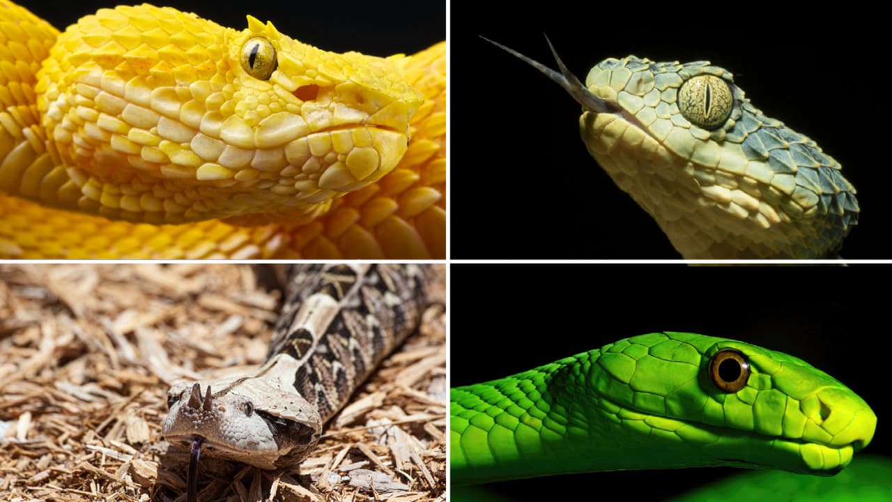 Arrestan a presuntos traficantes de serpientes venenosas que operaban en Florida