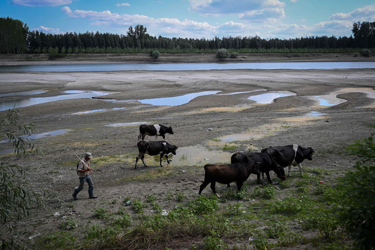 Un hombre y sus vacas caminan junto a estanques de agua en el lecho seco del Borcea en el pueblo de Roseti, al sur de Rumanía.
