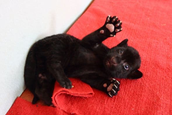 Este adorable tigre negro posa para la cámara con una maestría que asombra. ¿No es adorable?