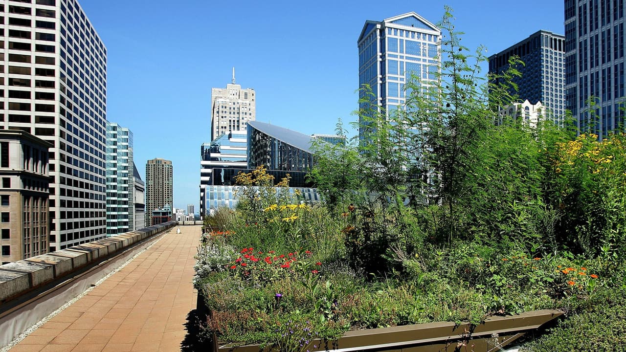 Chicago recibe el otoño disfrutando de Sol y temperaturas arriba de lo normal.