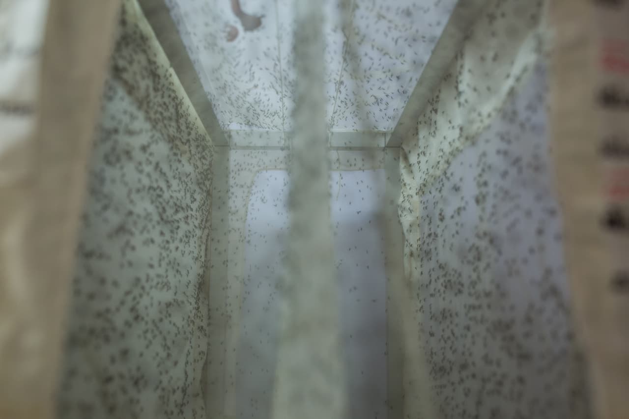 Aumenta enfermedad neurológica en brote de zika, alerta la OMS