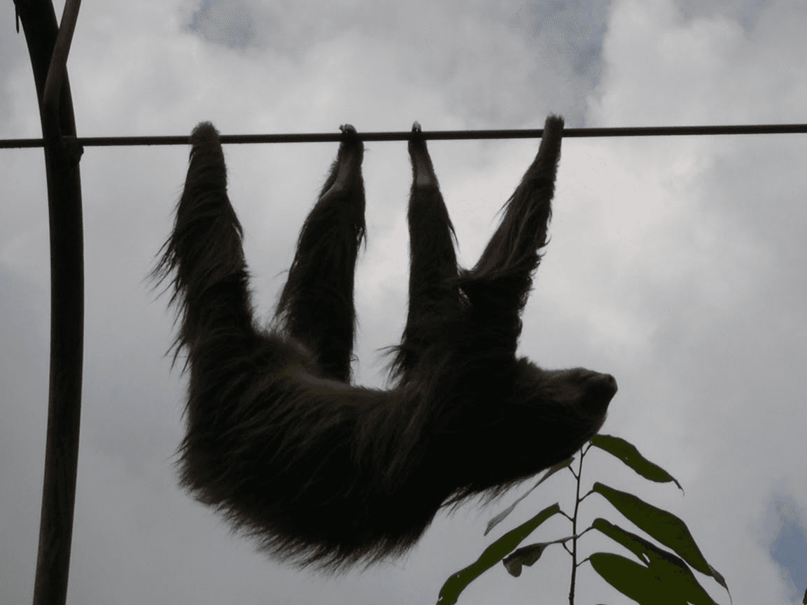 <b>Garras.</b> Las patas delanteras son más largas que las traseras y están provistas de uñas ganchudas para colgarse de las ramas. Usan sus garras afiladas para alcanzar y manipular sus alimentos, así como para defenderse de sus atacantes.