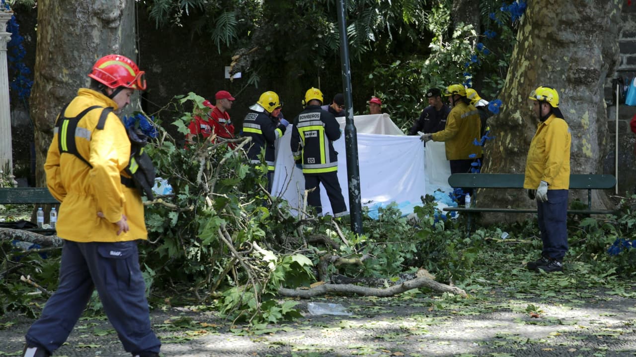 Un árbol cayó en un evento religioso y mató al menos a 11 personas 
