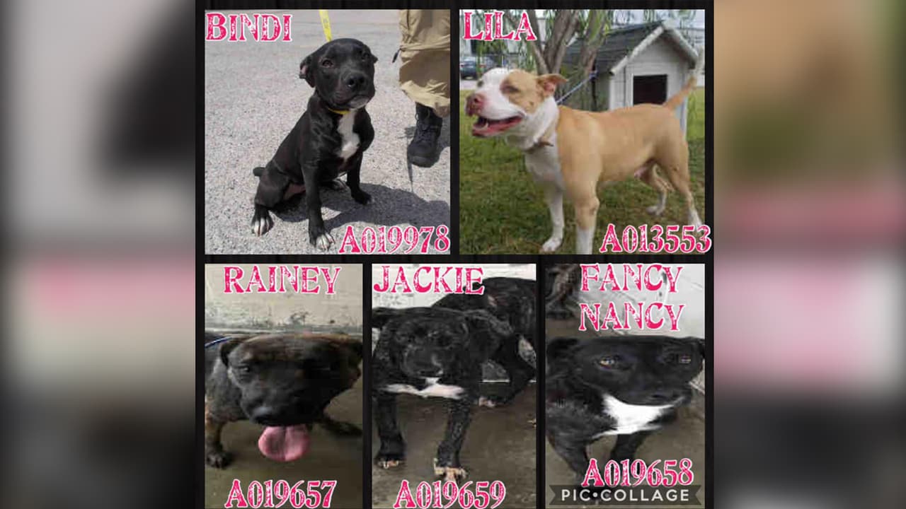 Son un total de 33 perros adultos quienes esperan un nuevo hogar, de otra manera serán sacrificados.