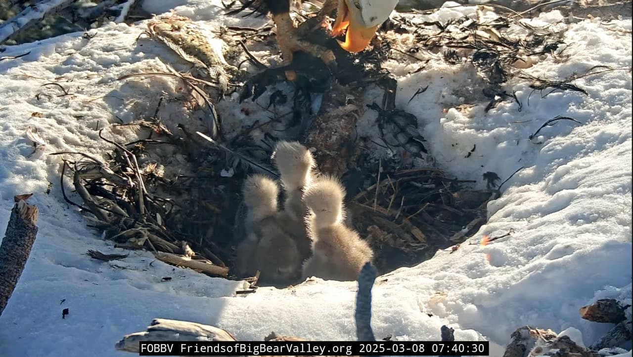 <b>Los polluelos se ven saludables</b> y comerán mucho y crecerán rápidamente. Están haciendo pequeñas "excreciones" en el nido, lo que significa que están digiriendo bien la comida.