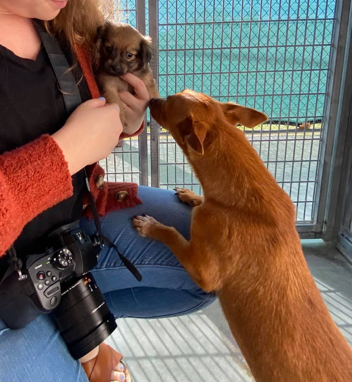 Los perros son dulces y afectuosos. Esperan traer mas perros en los próximos días por lo que esperan que muchas personas puedan adoptarlos. Encuentre más información en la página web de Pet Alliance.