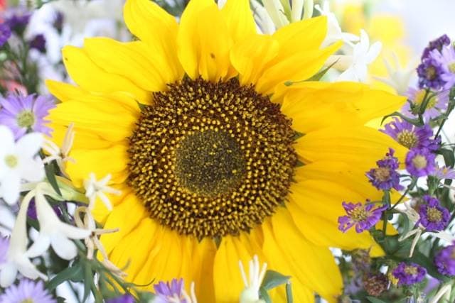 El girasol es una de las flores más festivas y enigmáticas. Sus pétalos amarillos son apreciados como evocadores de luz y energía en la decoración floral.
<br>
<br>El girasol es considerado símbolo de felicidad, vivacidad y fe espiritual.
<br>