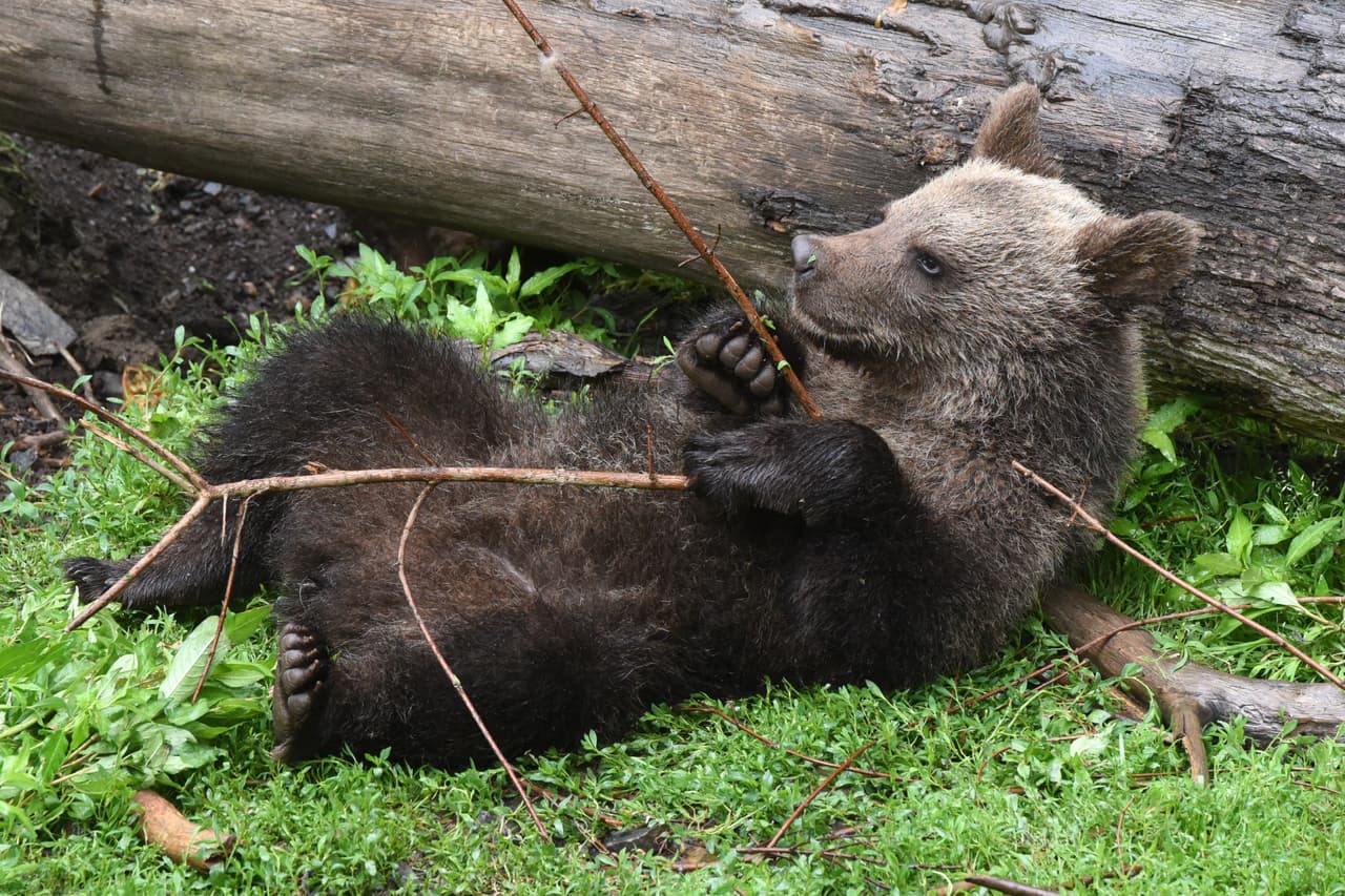 Un borracho ingresa a la zona de animales de un zoológico e intenta ahogar a un oso