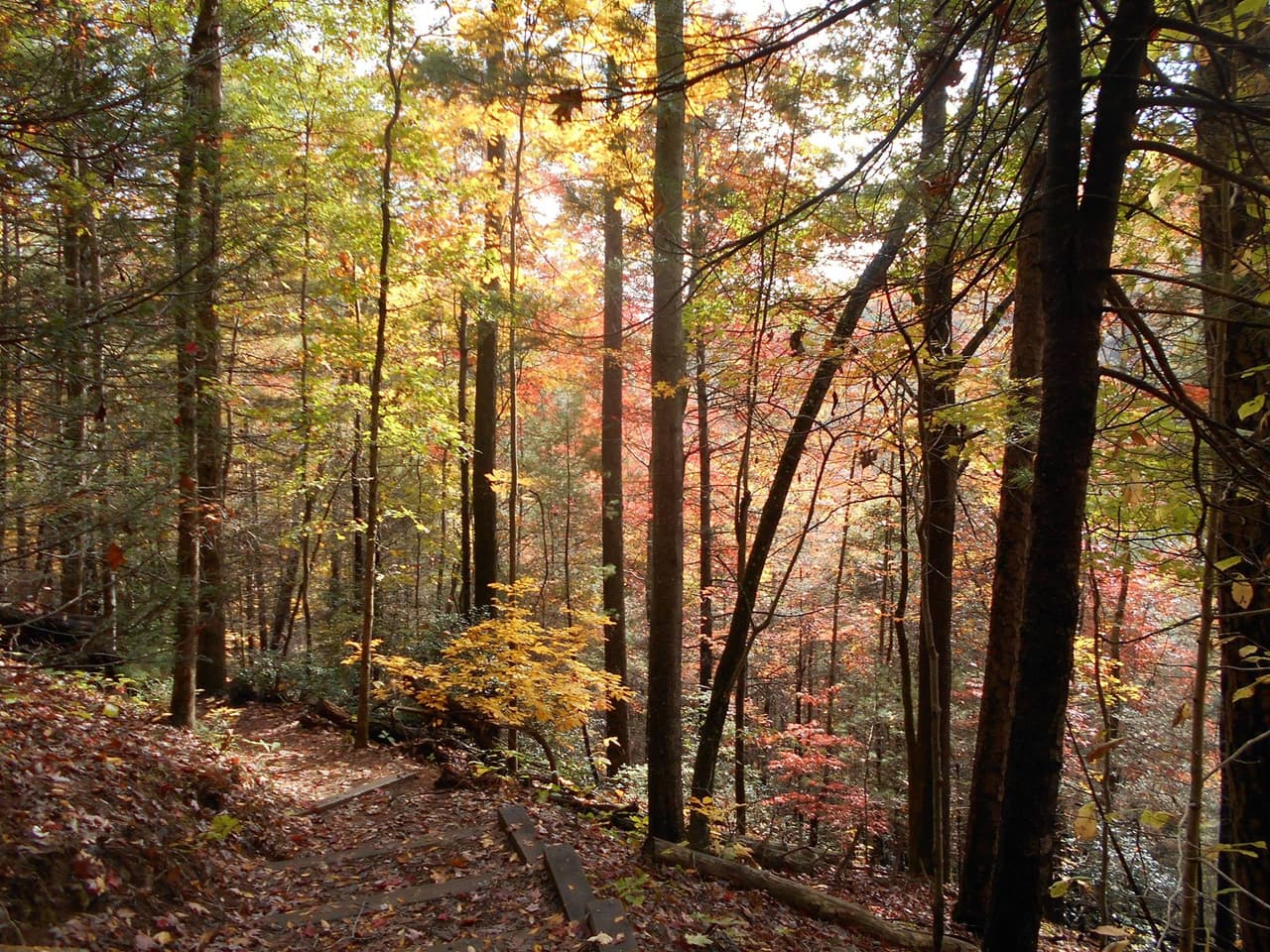 <b>South Mountains State Park</b>: El parque, ubicado al sur de Morganton, alcanza un máximo de 3,000 pies, lo que significa que el color del otoño comienza temprano para el Piedmont. Además, cuenta con 40 millas de senderos, incluidos 17 abiertos para ciclismo de montaña, que dispersan aún más a los pocos visitantes que hay.