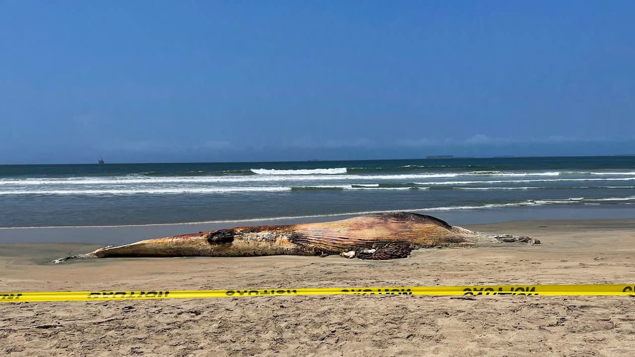 La ballena no es la más grande hallada muerta en las costas de California. En 2021, por ejemplo, una de 65 pies perdió la vida 
<b>en Laguna Beach</b>.