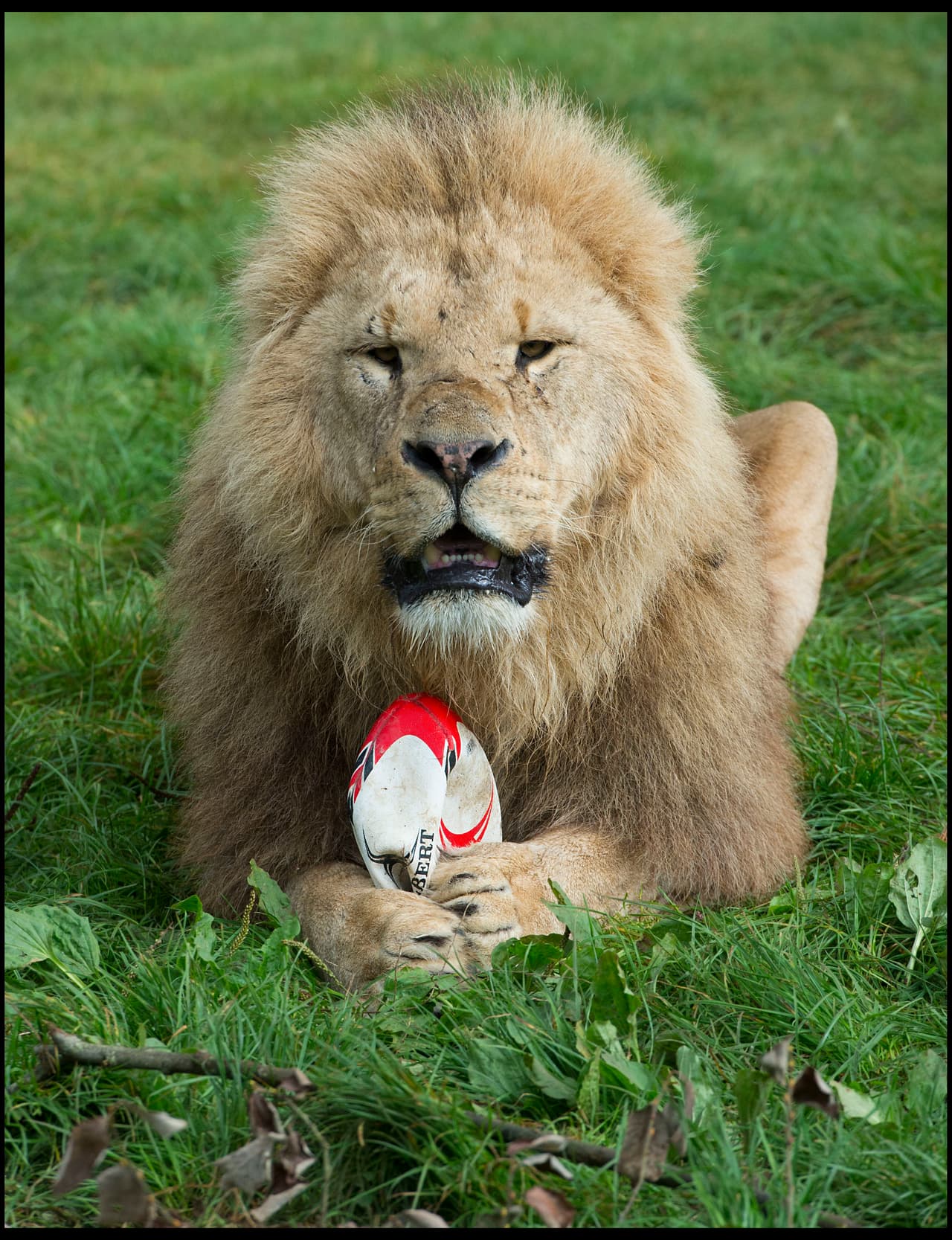 El rey de la selva mostró que también es un gran jugador de rugby.