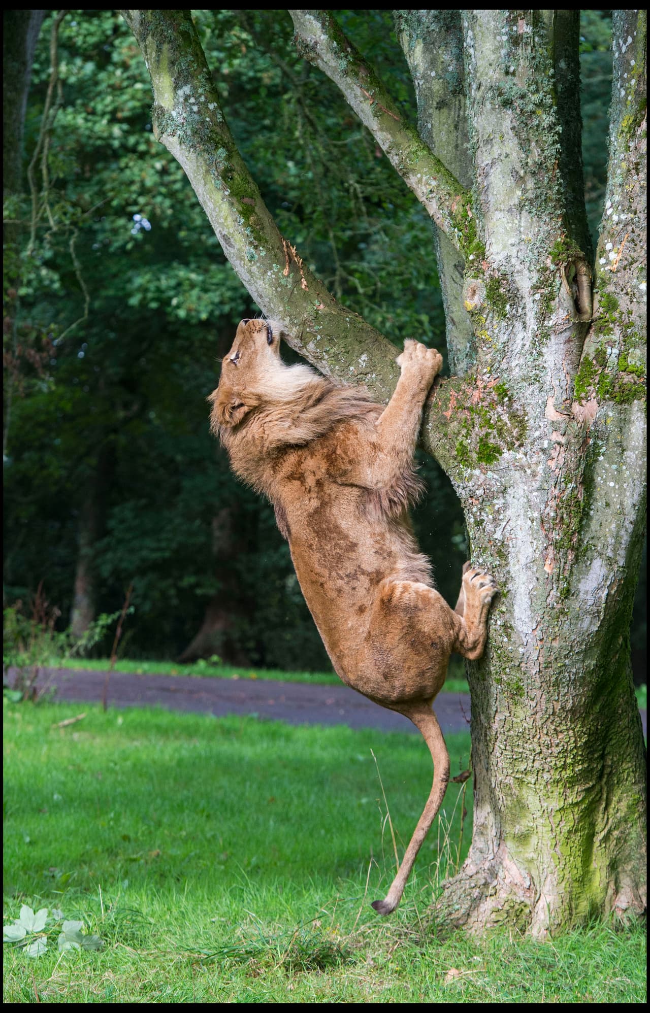 Con rápidos saltos, el león trepó por el tronco.