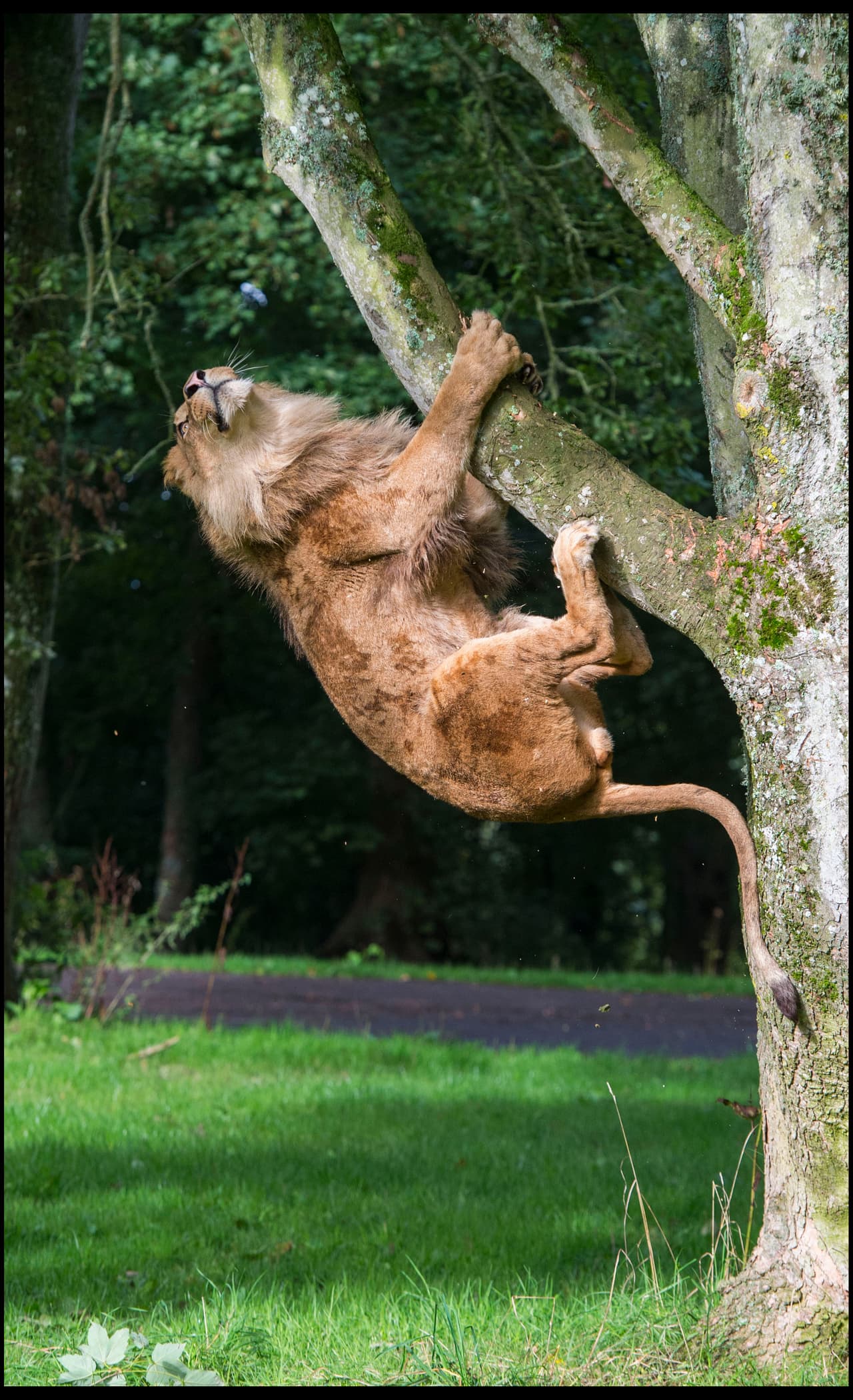 Lanzó sus piernas hacia adelante y voló.