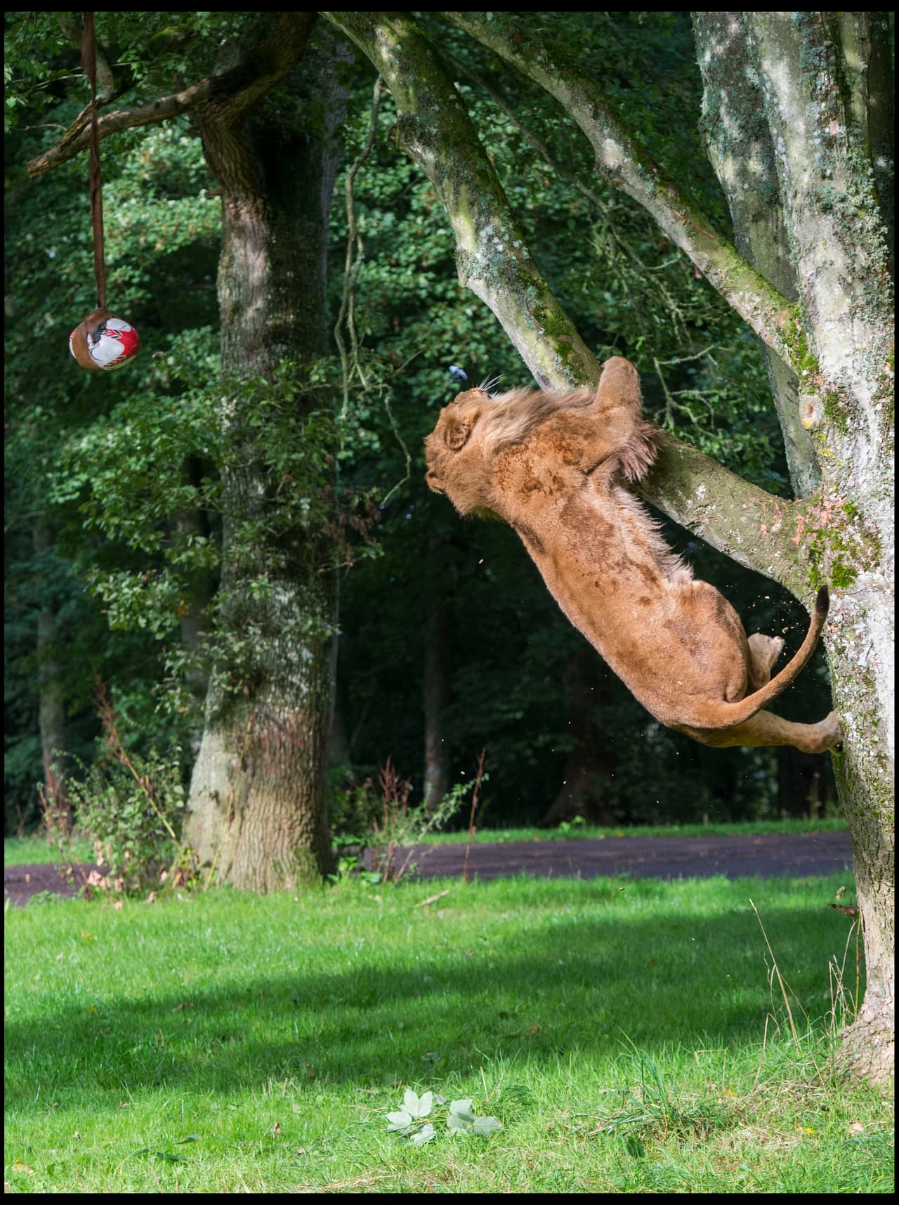 Por eso no hubo peligro alguno, ya que durante todo el tiempo estuvo vigilado.