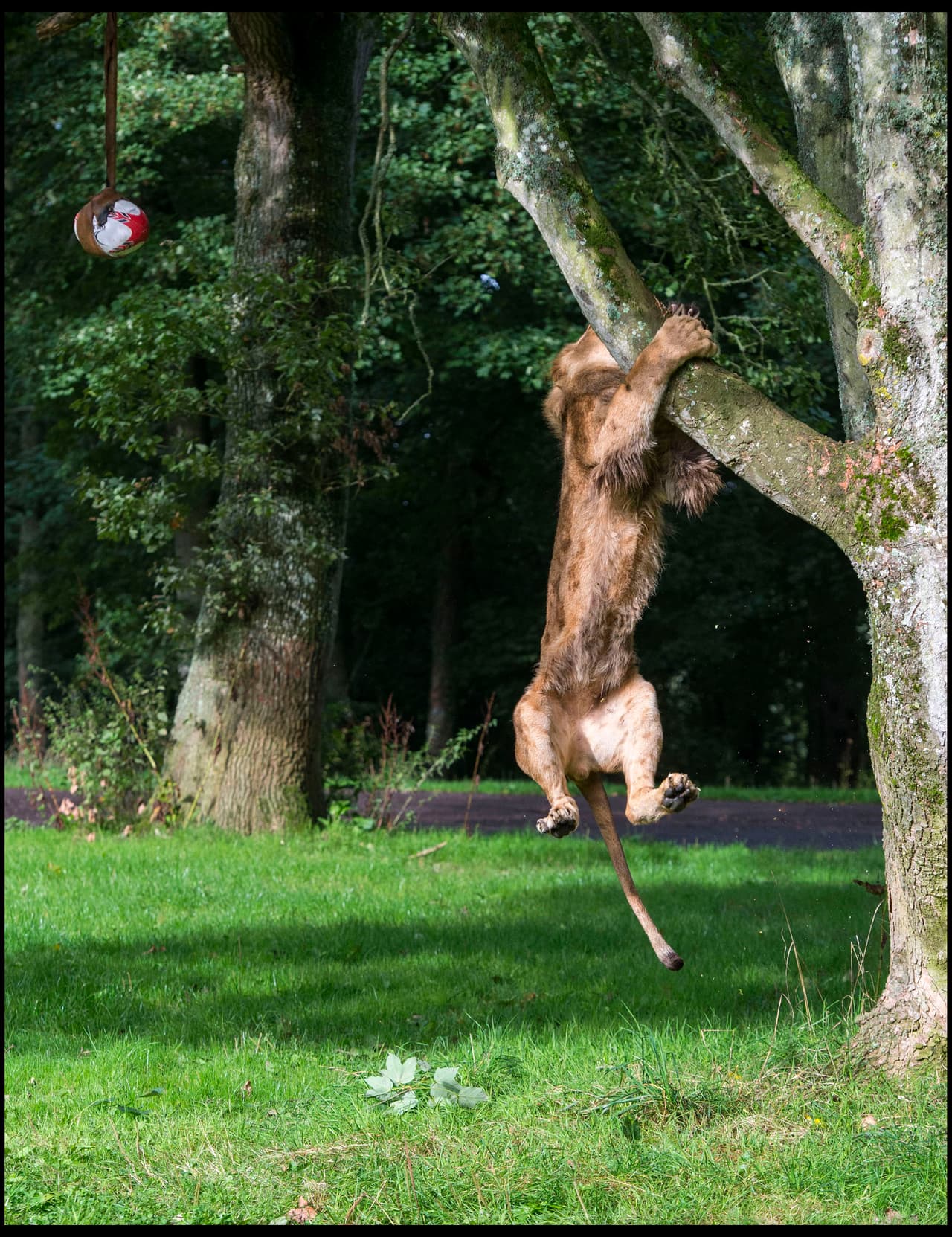 Rasgó un poco el balón, cayó al piso y repitió el proceso.