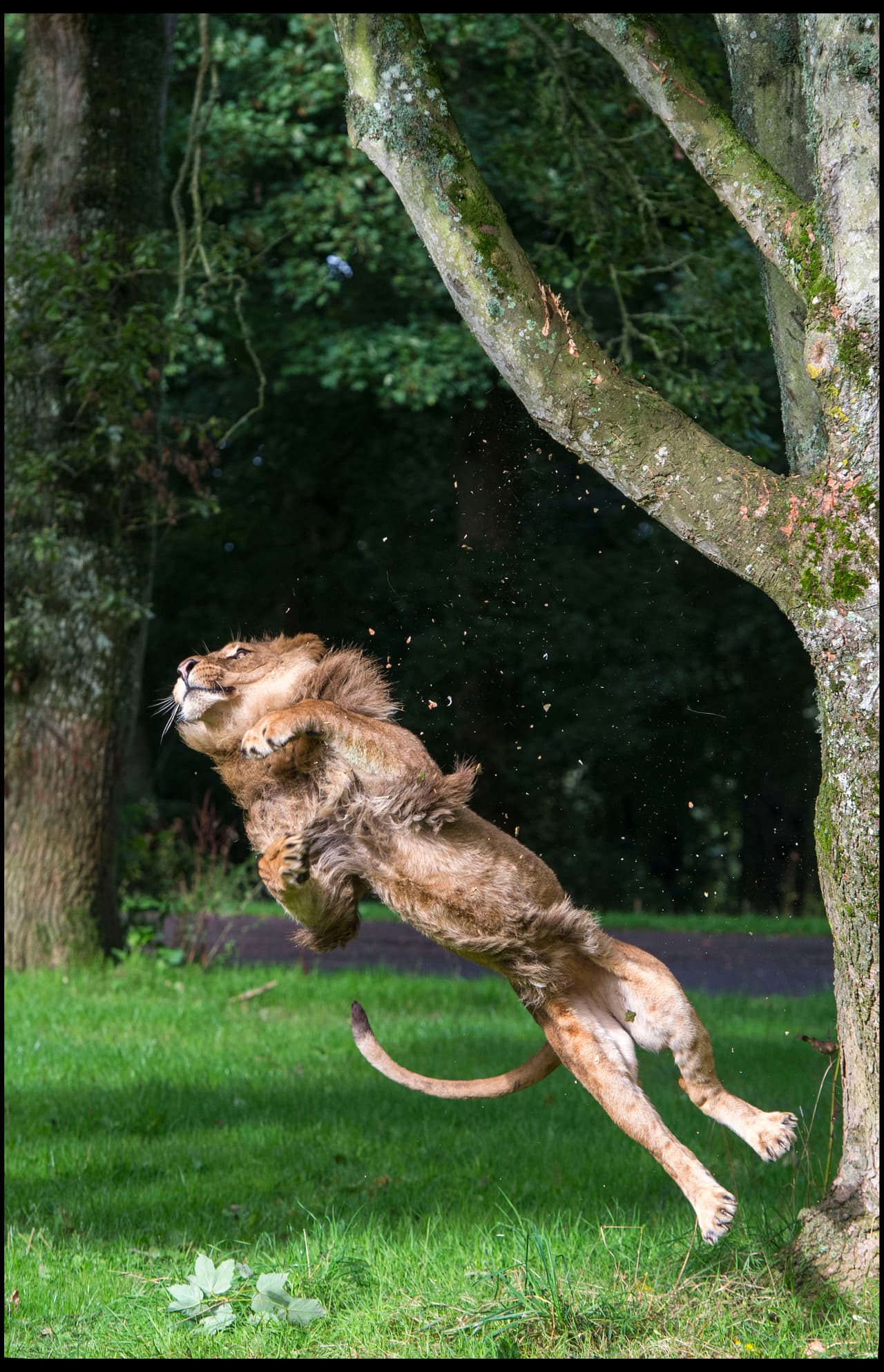 “Ellos siempre han sido buenos para cuidar cosas y lengüetear, pero queríamos ver cómo tacleaban un balón en las alturas”, aseguró Ian Turner, uno de los cuidadores.