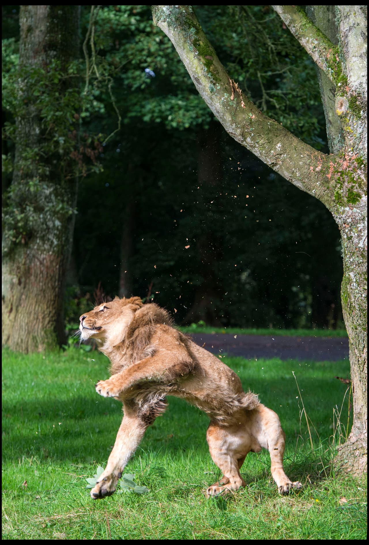 Los cuidadores de estas criaturas los han vigilado de cerca.