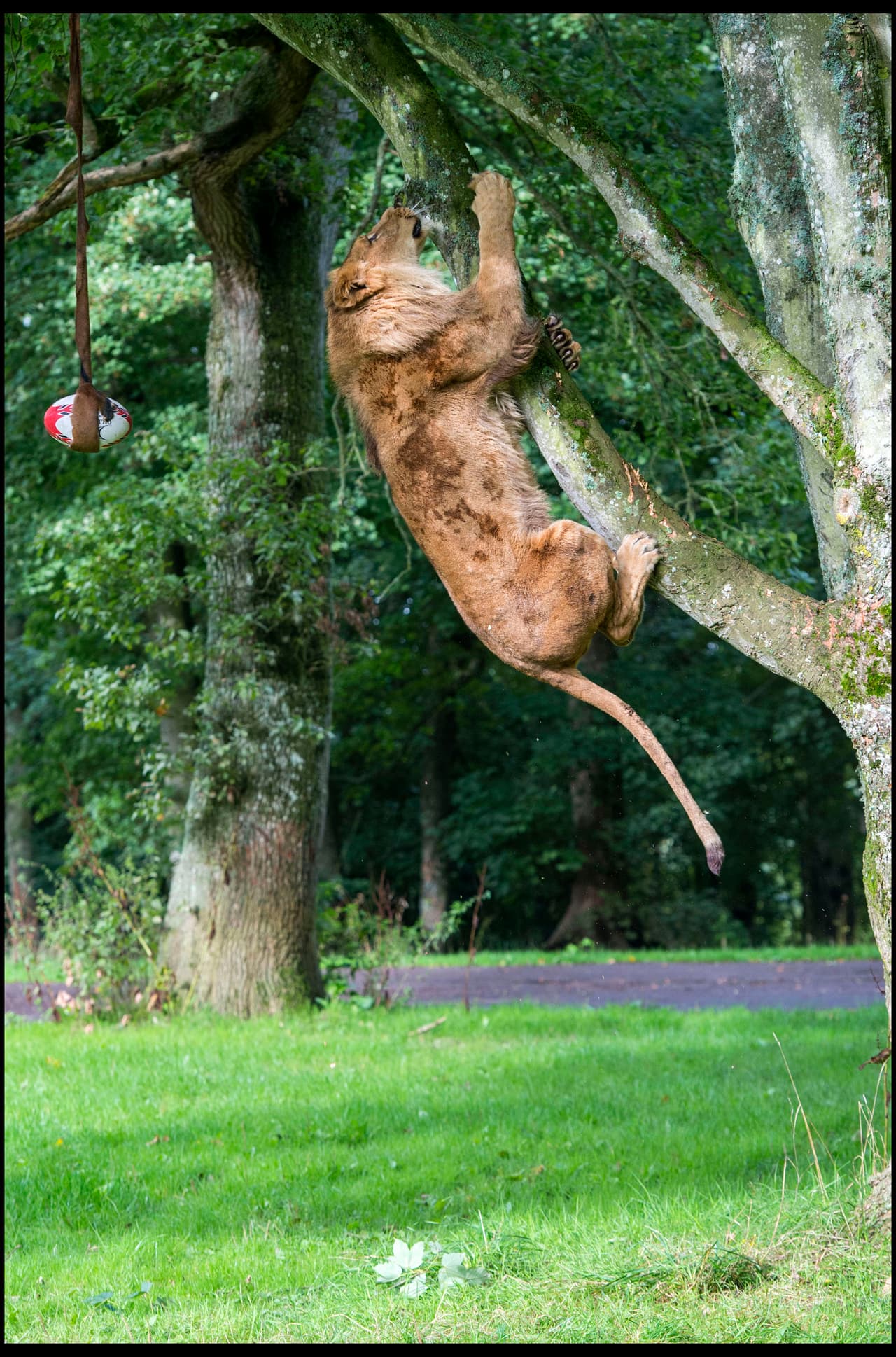 En uno de sus intentos, finalmente desprendió el balón del árbol y jugueteó con él en el césped.