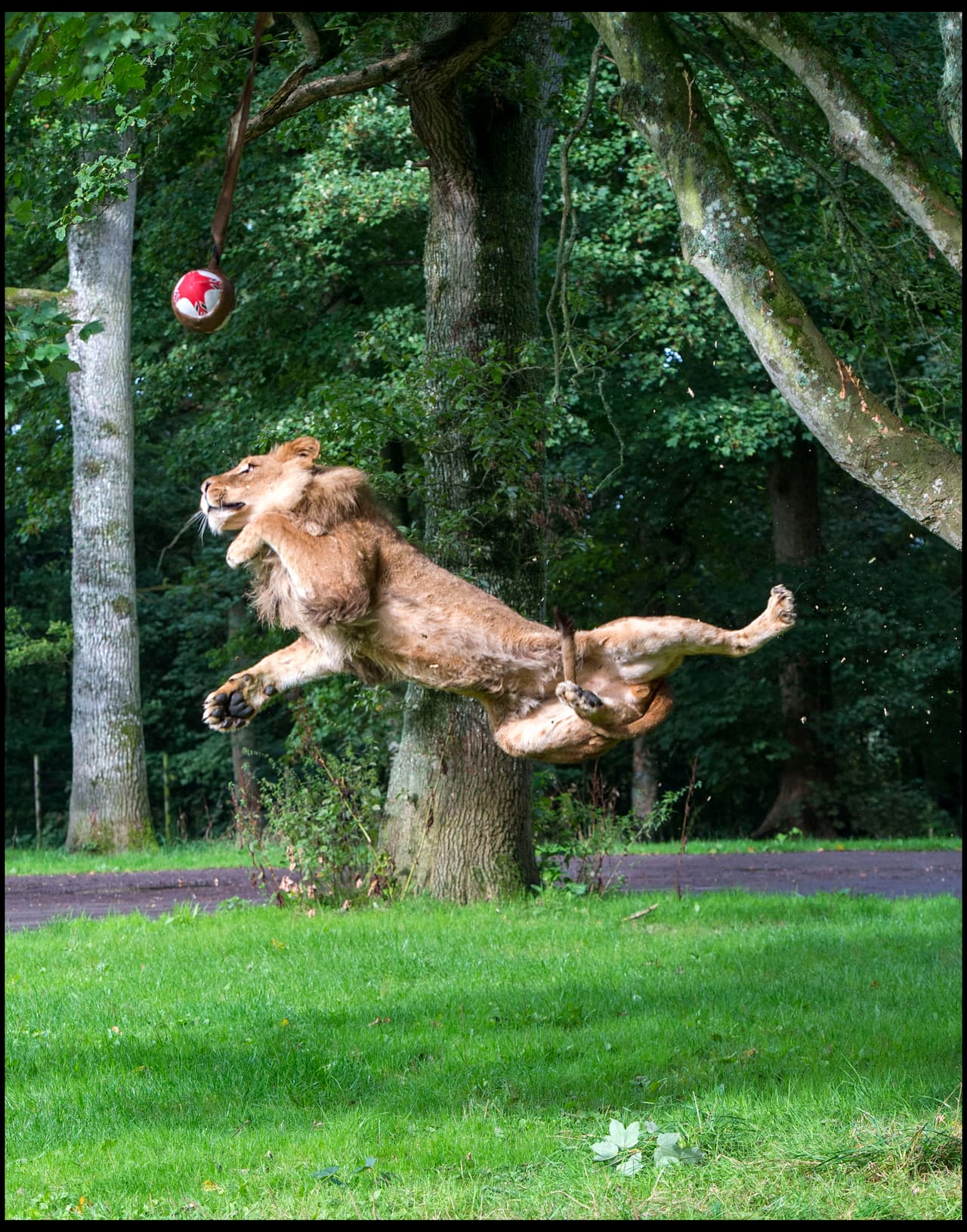 ¡Y nadie apartaba la vista de tan increíble escena deportiva!