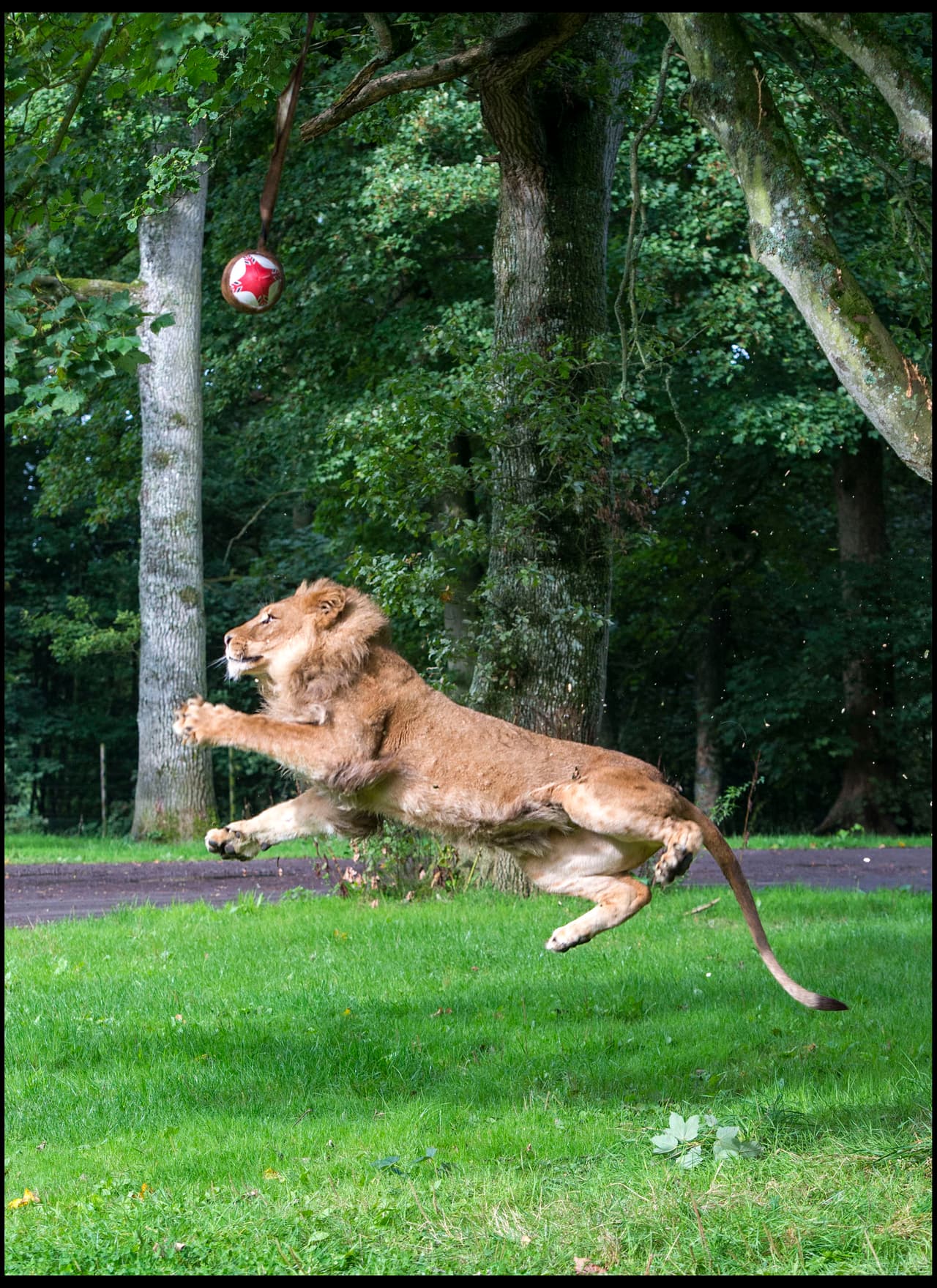 ¿Será que el Imperio Británico gane? ¡Este león los apoya!