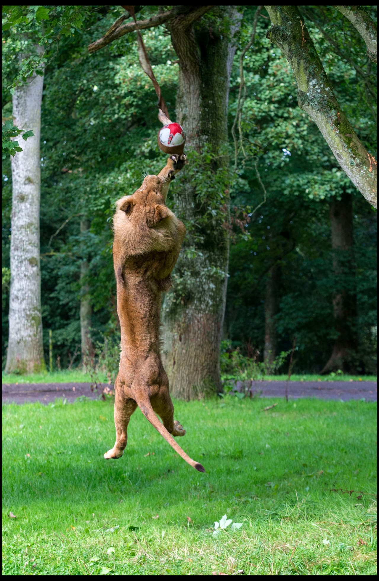En un par de minutos, Klaus demostró habilidades antes desconocidas.