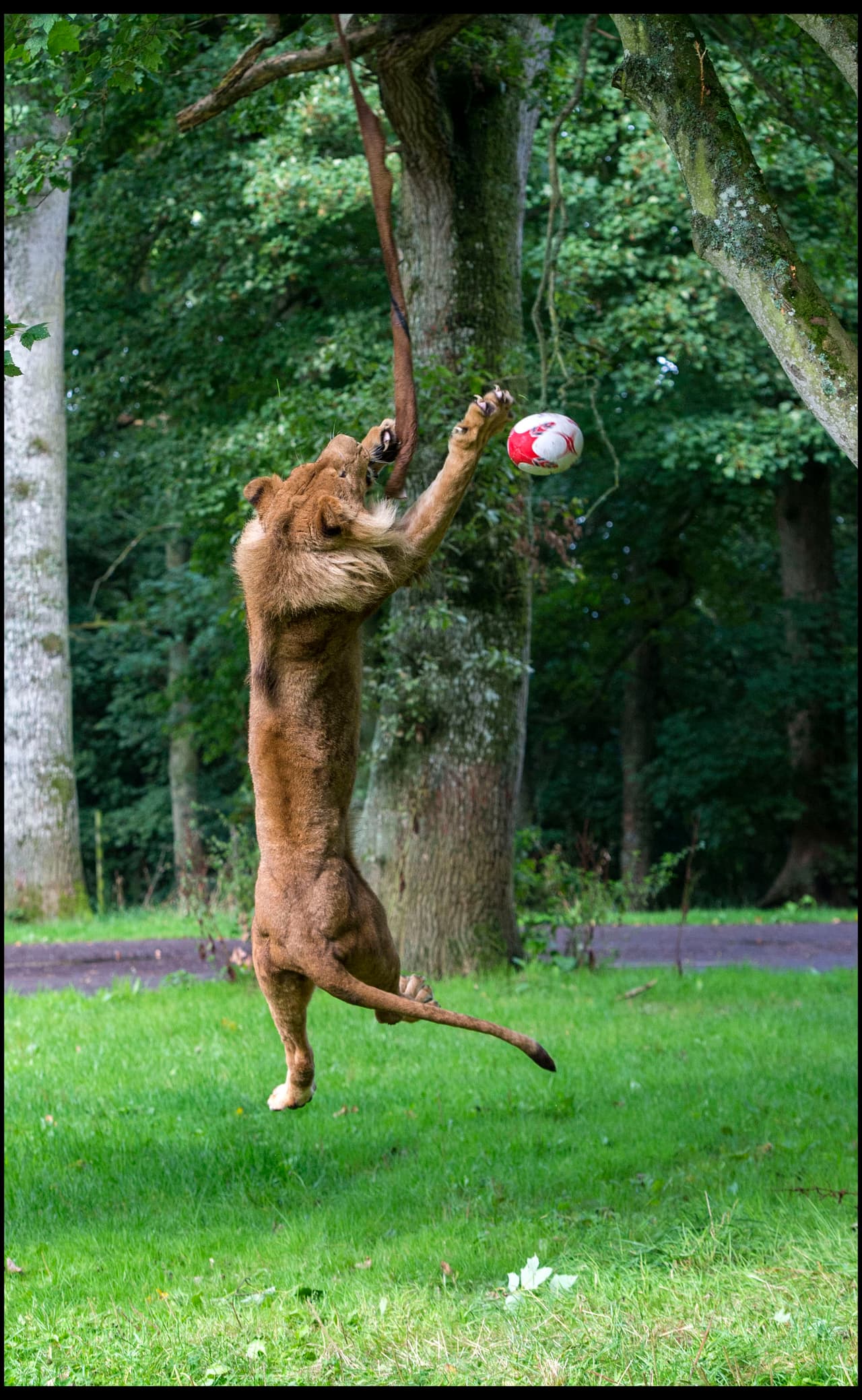 Con esto querían ver cómo actuaban estos enormes felinos.