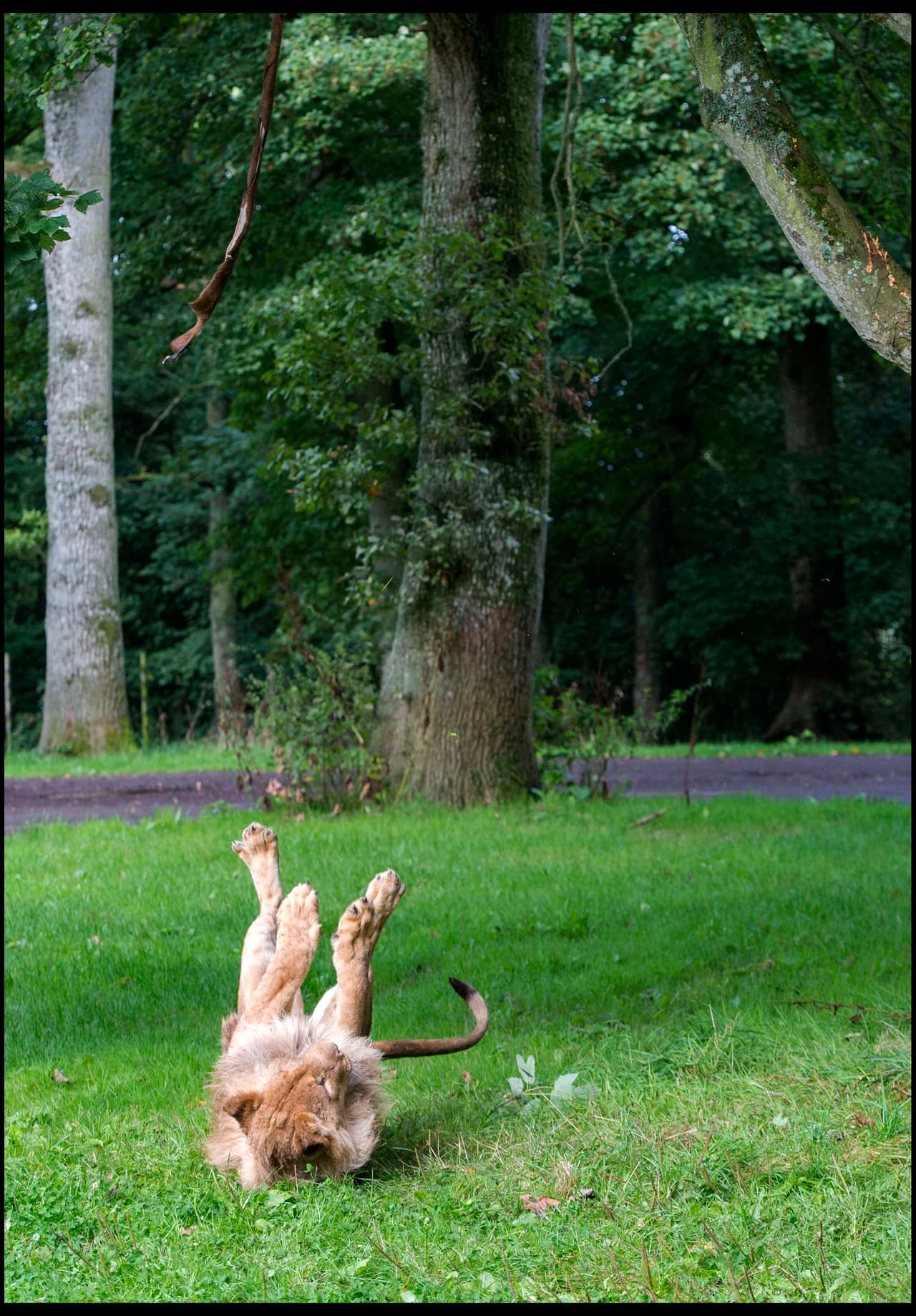 Crearon su propia versión de ‘rugby’.