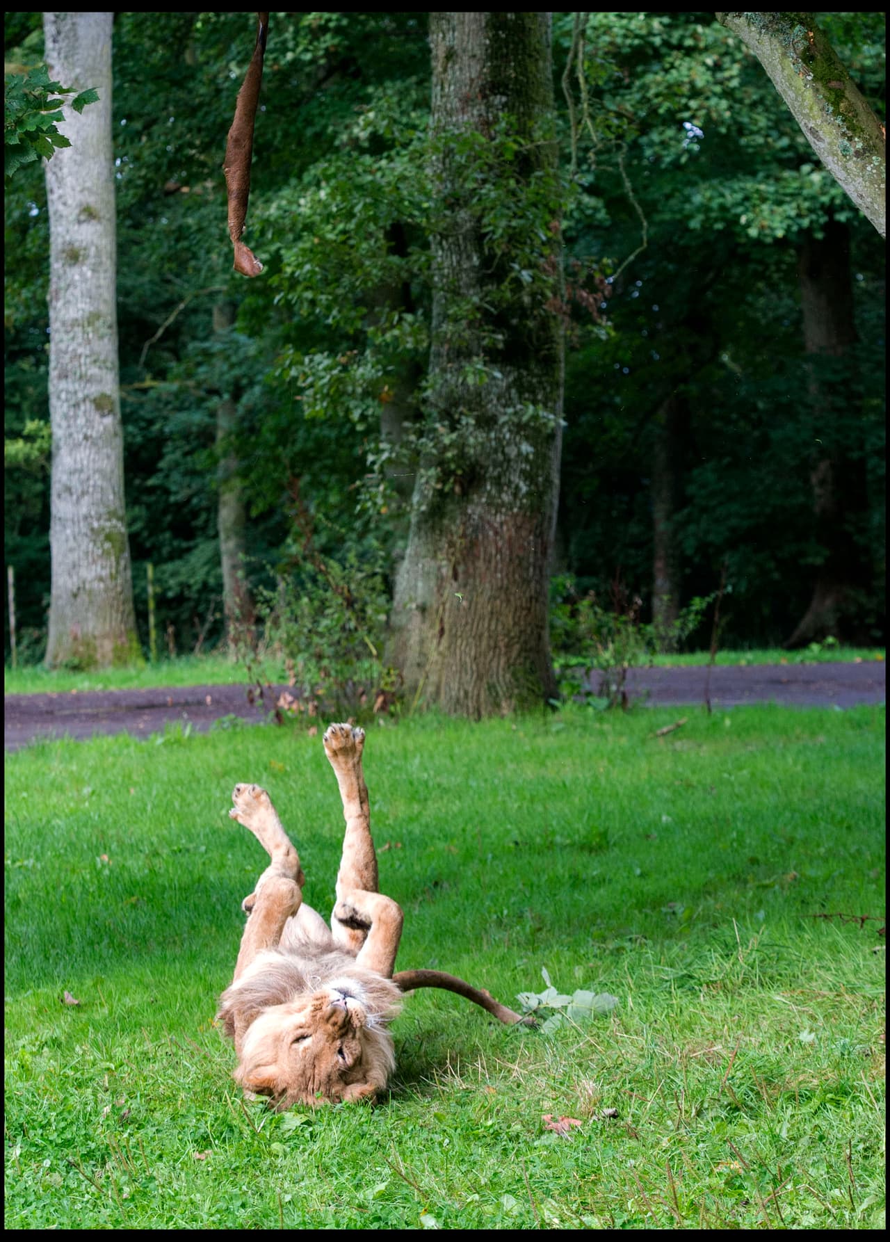 El protector de la criatura añadió: “Aunque tiene un peso de cerca de 180 kilos, Klaus es de hecho muy ligero de piernas y así es como pudo brincar tan alto”.