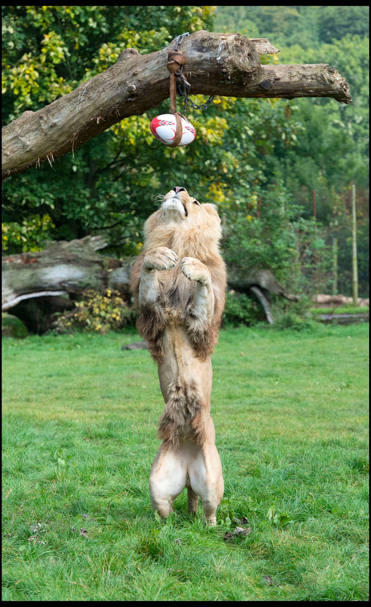 ¡Pero su manera de moverse es increíble!