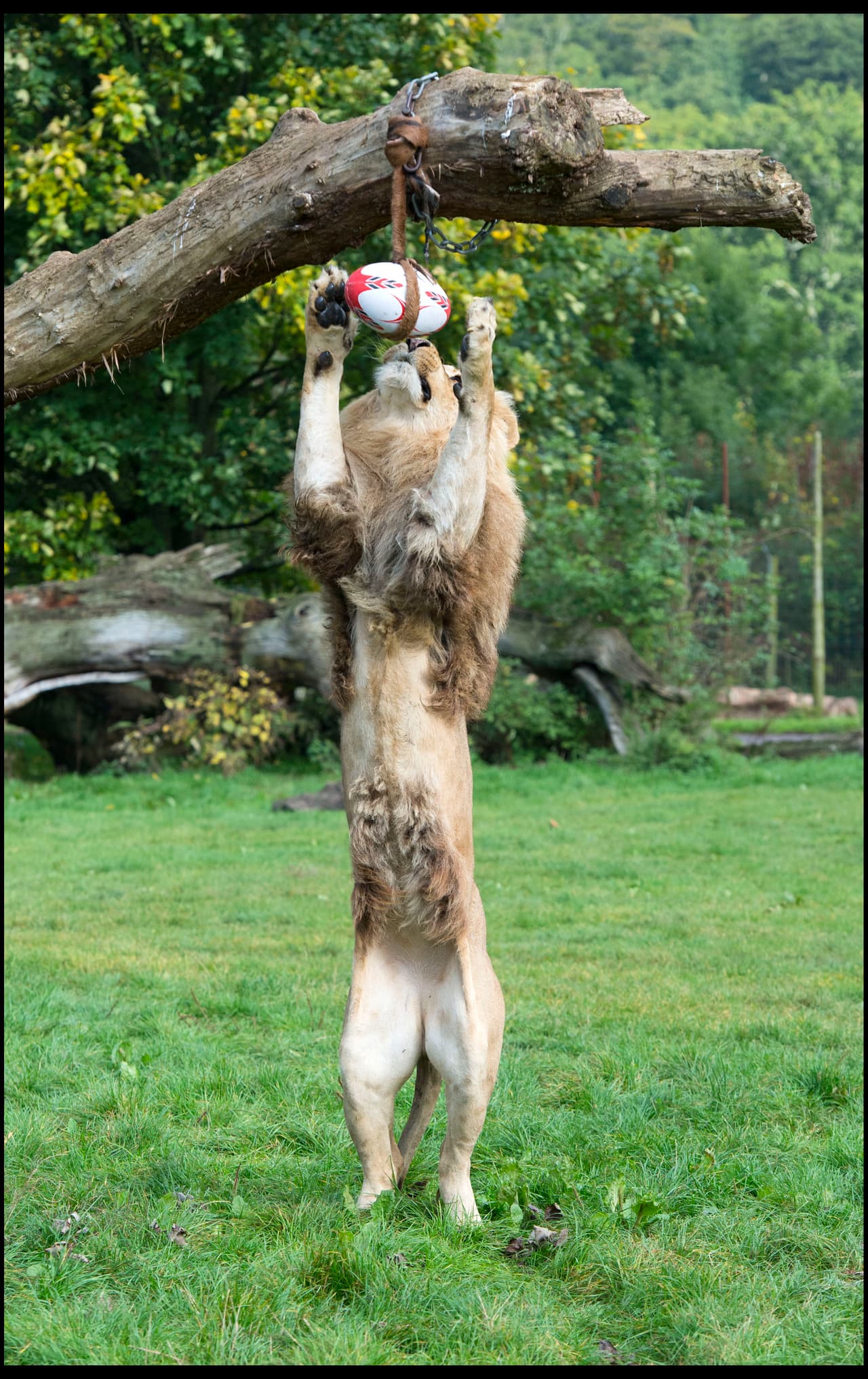 Ya perfeccionó sus habilidades en este juego.